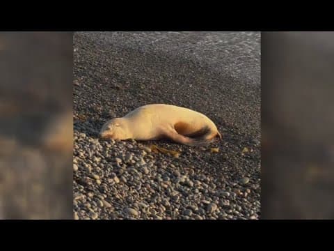 Community helps rescue sick sea lion on Carlsbad beach