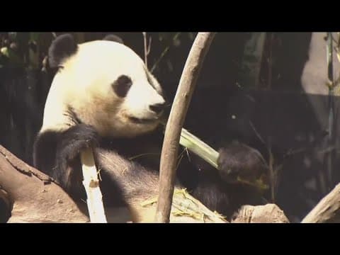 Panda diplomacy restored as China plans to send San Diego Zoo more pandas