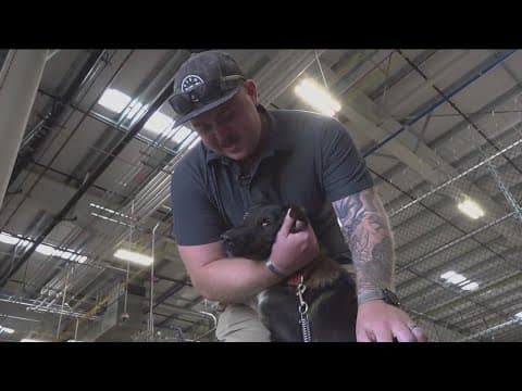 San Diego Marine welcomes home puppy rescued from small island