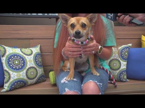 Cuteness Overload | Mega Pet Adoption event at Grossmont Center