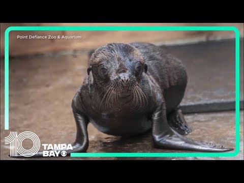 Sea lion pup born at the zoo in Washington for first time ever