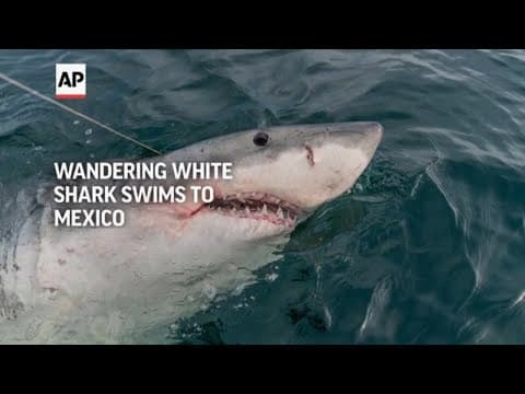Wandering great white shark tracked as it swims to Mexico