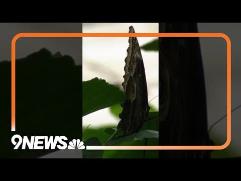 Why miller moths are so important to Colorado