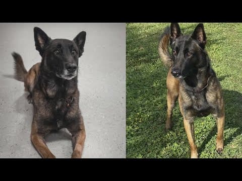 JPSO mourns on-duty death of veteran K-9