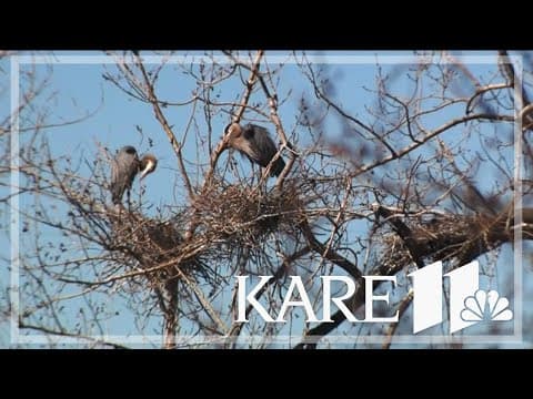 Great Blue Herons seen at rookery in Minneapolis