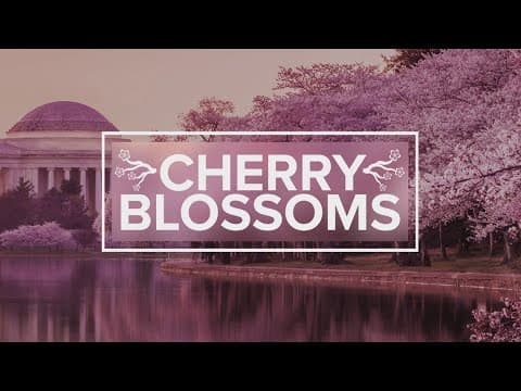 LIVE: 2025 National Cherry Blossom Festival's artwork and artist reveal