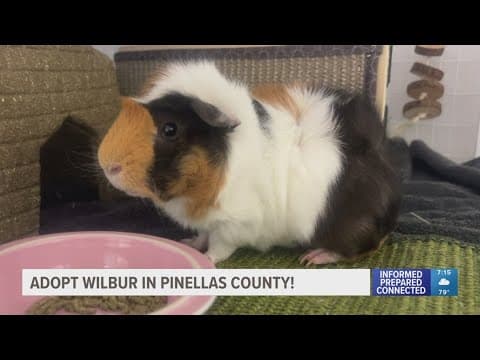 Wilbur the guinea pig looking for a forever home