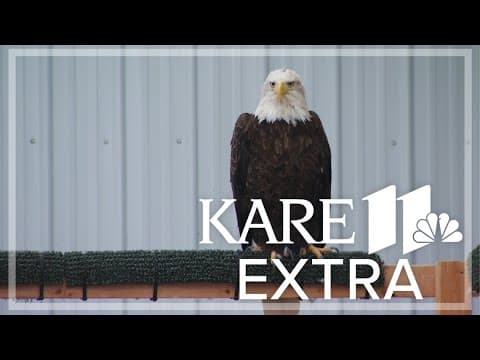 Fish skin saves Wisconsin bald eagle