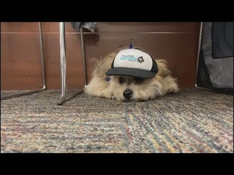 A San Diego dog will compete in the Puppy Bowl on Sunday