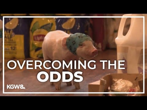 Rescued piglet finds forever home with New York family