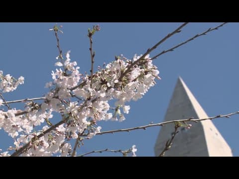 Peak Bloom Prediction: NPS talks when cherry blossoms will bloom at the Tidal Basin