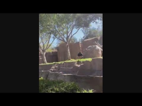 Dog removed from gorilla enclosure at San Diego Zoo Safari Park