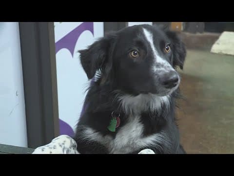 'Save This Life' pet microchip company shuts down, how to know if your pet is still protected