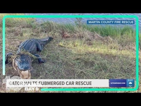 Alligator halts Florida dive team's mission to retrieve submerged vehicle