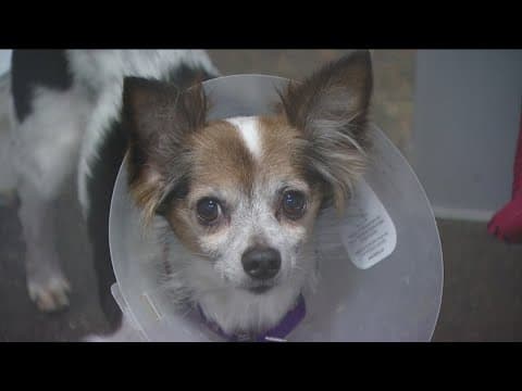 You can adopt a pet for free this weekend. Here's how