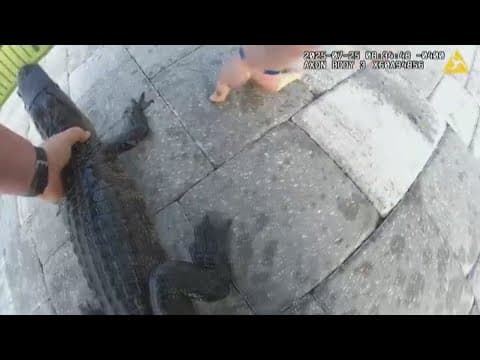 Florida deputy rescues alligator from backyard pool