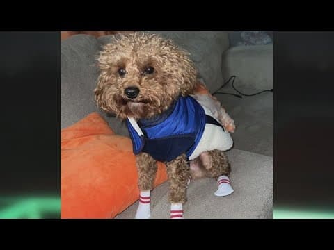 Have you seen Kodi? Reward offered for information on missing Goldendoodle