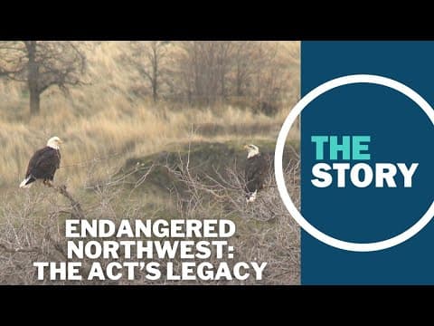 50 years after it became law, is the Endangered Species Act working?