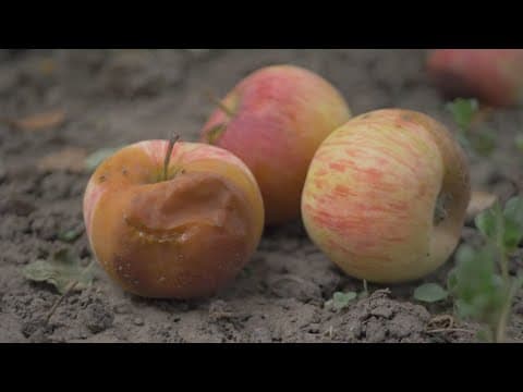 How crab shells can help your produce