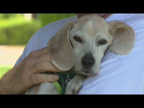 4th of July Pet Safety Tips from LASPCA | Keep Your Pets Calm During Fireworks