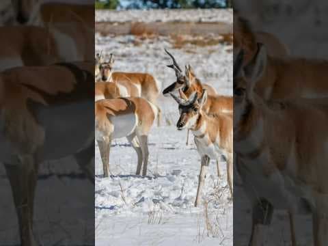 100 Pronghorn Hit By Vehicles in Snowstorm