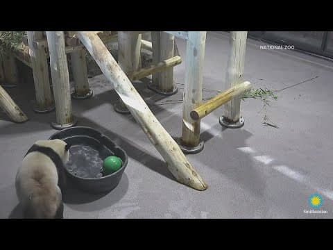 Panda bears in a tub | The Night Cap