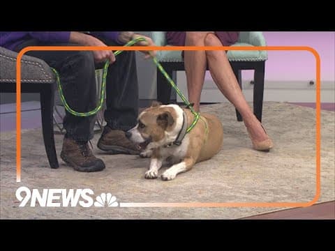 Petline9: Buzzer is smart, fun and playful, and he needs a new home