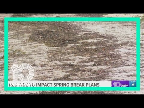 Researchers: Red tide will get worse as it creeps up coast of Tampa Bay area's popular beaches