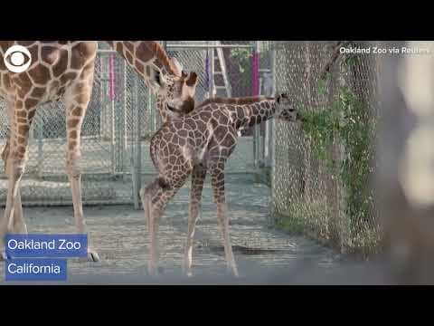 Giraffe calf born at Oakland Zoo