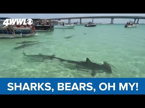 Hammerhead sharks - and a bear on Gulf Coast beaches this past weekend