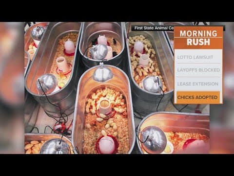 Thousands of chicks found abandoned in postal truck are adopted