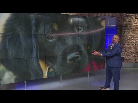 Commanders' players get acquainted the team's new team dog