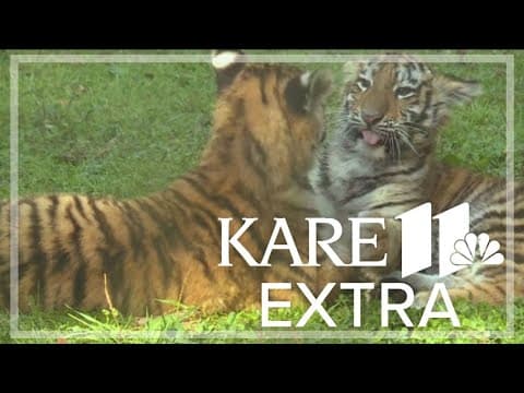 Minnesota Zoo gives behind-the-scenes tour showing day in life of tiger cubs