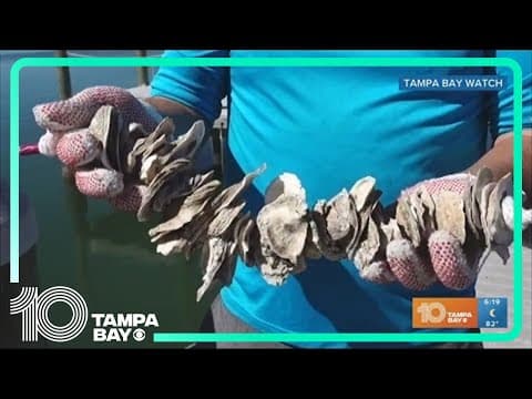 Oyster 'gardens' coming to Tampa Bay