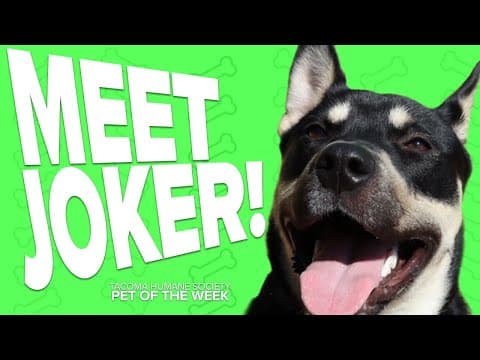 Pet Rescue of the Week: Joker