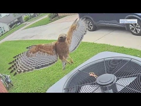Warning: Hawk has been dive-bombing people in Pearland