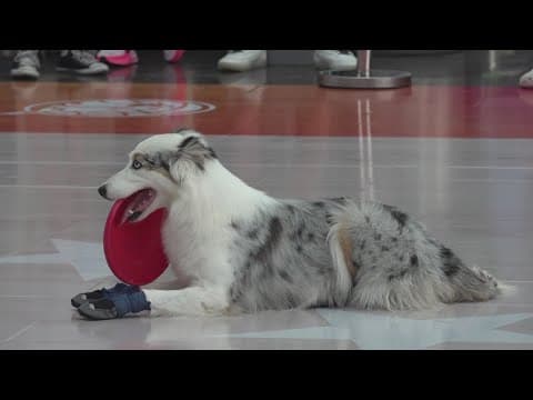 High Performance Canines entertain at Indianapolis airport for WNBA All-Star 2025 festivities