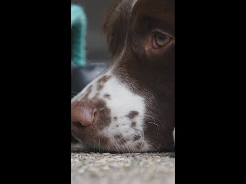 Meet Rigsby, Hennepin EMS' therapy dog