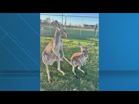 Texas family searching for missing pet kangaroo