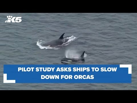 New program asks boats to slow down for orcas