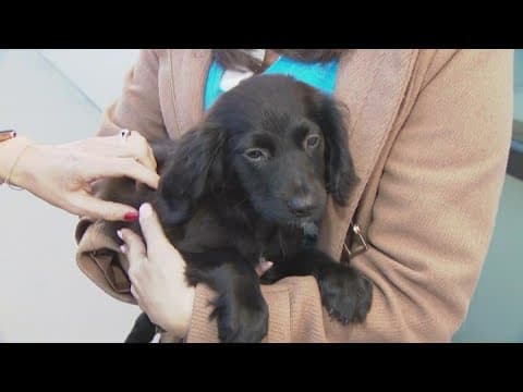 Puppies that survive car crash in Texas arrive in San Diego