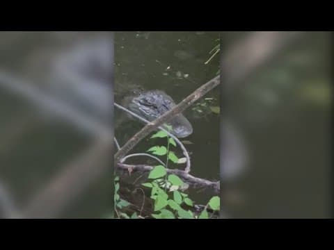 Latest after an alligator was spotted in a North Texas city