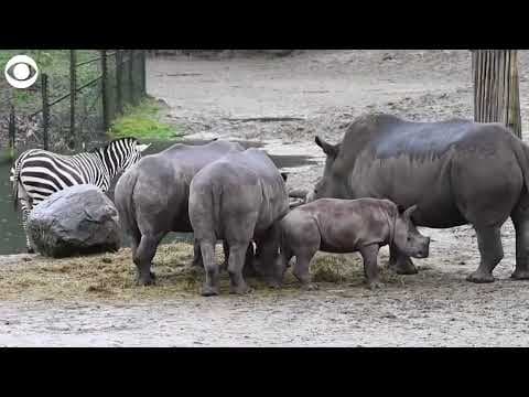 Baby rhino meets other zoo animals for the first time