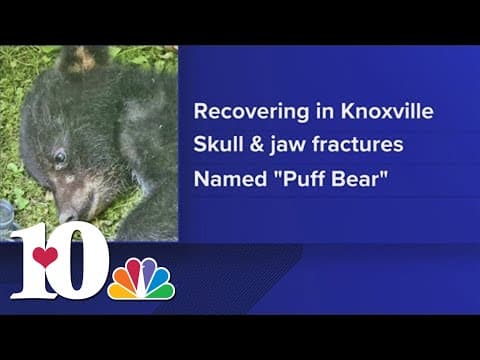Appalachian Bear Rescue asking for donations for injured bear cub