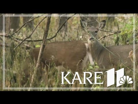 U of M study suggests Chronic Wasting Disease could spread through butchering equipment