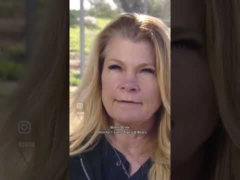 A mountain lion working to take down a deer along the side of the road near Alpine, CA #sandiego