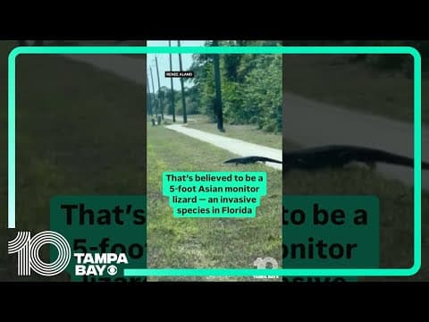 Asian monitor lizard seen walking along Florida sidewalk