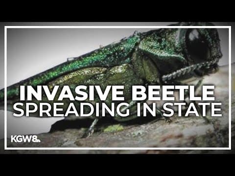 Invasive ash borers spread to 3 new Oregon counties