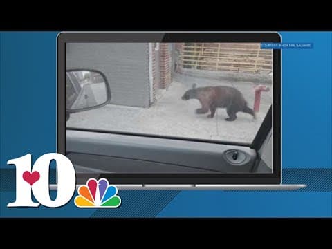 Bears spotted in East Tennessee