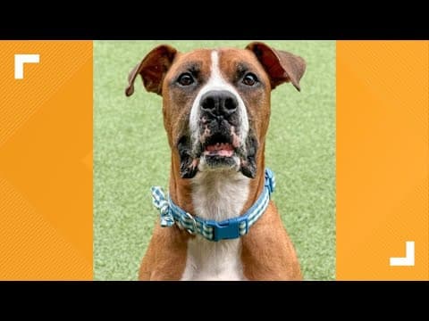 Meet 8 year-old Manny I Pets of the Week: 5-25-2024